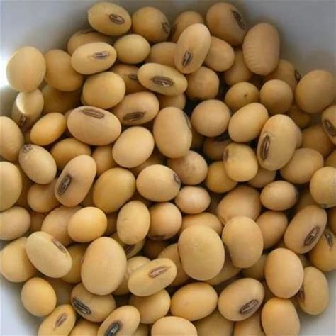 Soybean Seed For Cooking Pack Size 50 Kgs At ₹ 42kilogram In Indore