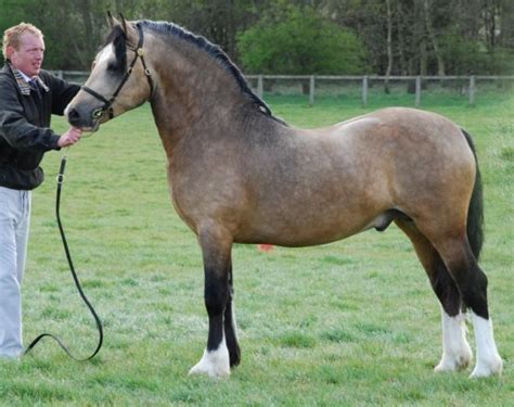 Taraco Stud Welsh Ponies And Cobs On Equinenow Pony Breeds Welsh