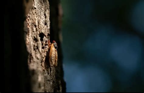 Cicadas 2024 Map Everything About The Rare Double Emergence Of Broods