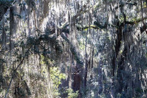 Hog Hammock Sapelo Island GA Ben Hagen Flickr