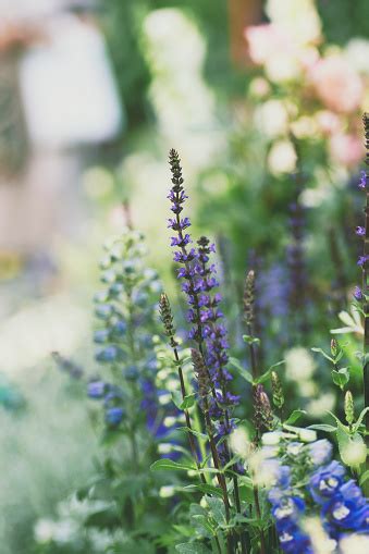 Beautiful Summer Garden With Wild Lavender Stock Photo Download Image