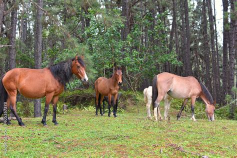 Foto De Chevaux Sauvages A Nuku Hiva Iles Marquises Polynesie