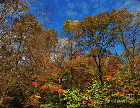 Eastern Woodlands Autumn Photograph by CL Redding - Fine Art America