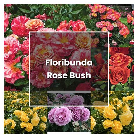 How To Grow Floribunda Rose Bush Plant Care Tips NorwichGardener