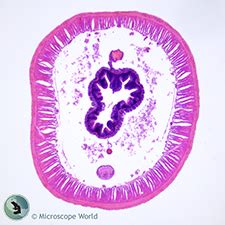 Insect Prepared Microscope Slides | Microscope World