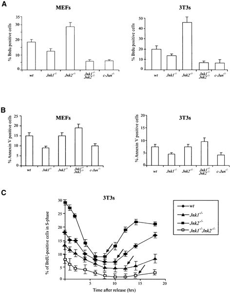 Distinct Roles For Jnk1 And Jnk2 In Regulating Jnk Activity And C Jun