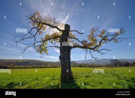 Lightning Oak Tree Hi Res Stock Photography And Images Alamy