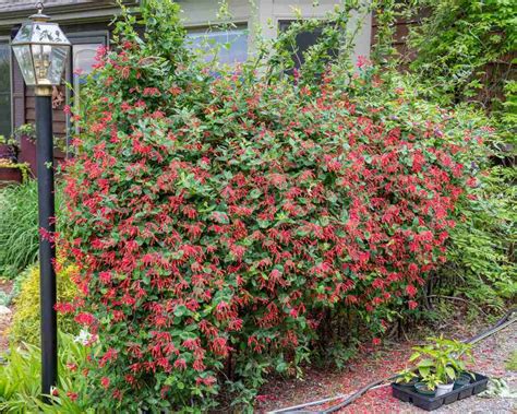 Trumpet Honeysuckle Major Wheeler Coral Honeysuckle Major Wheeler