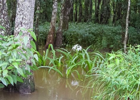 7 Top Airboat Swamp Tours In New Orleans