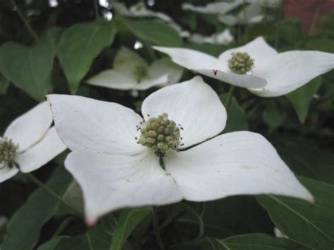 Four Petal White Flower 2 Explore Wintersoul1s Photos On Flickr