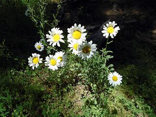 Eric Forster Fine Art Daisy Cluster