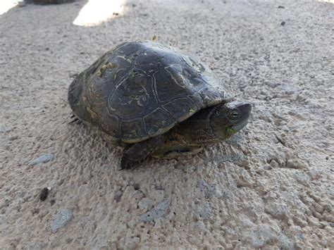 Localizados Dos Ejemplares De Galápago Leproso En Peligro De Extinción