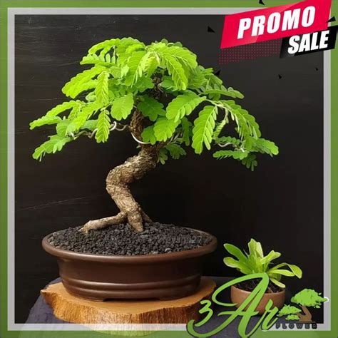 Jual Bibit Bonsai Asam Jawa Dari Biji Shopee Indonesia