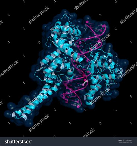 Human Topoisomerase I Bound To Double Stranded Dna Topoisomerases Are