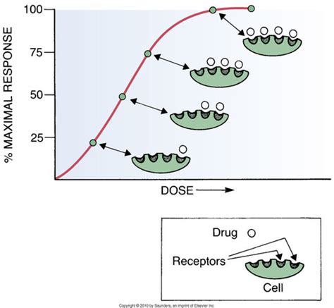 Drug Receptor Interactions Pharmacodynamics Flashcards Quizlet