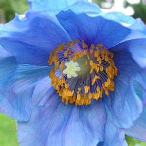 Meconopsis Lingholm Himalayan Blue Poppy Papaveraceae The Poppy