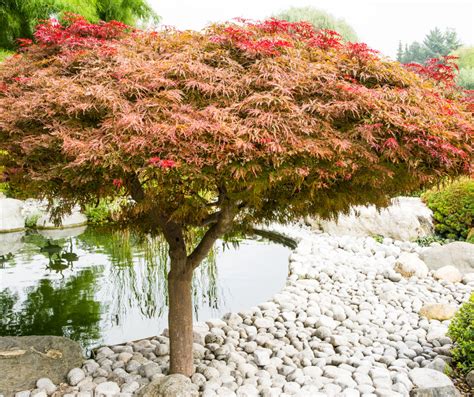 Pruning Japanese Maples (Bonsai Too!): The Complete Guide - Bright Lane Gardens