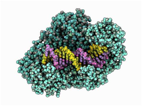 Hiv Reverse Transferase Complex Photograph By Laguna Design Science