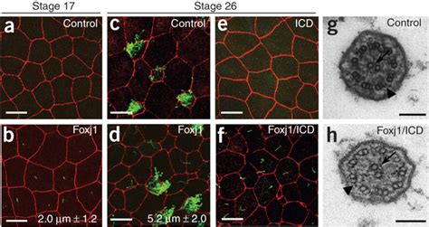 Xenopus Foxj1 RNA Misexpression In Surface Epithelial Cells Induces