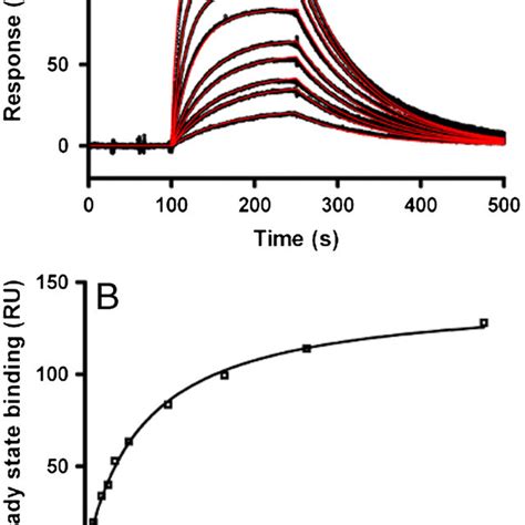 Surface Plasmon Resonance Of 237mab Binding To Glycopeptide Antigen Download Scientific