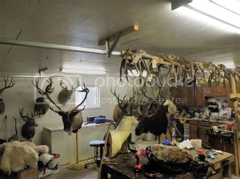 Taxidermy Shop Of The Week