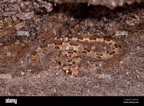 Horned Adder Bitis Caudalis Waiting For Prey Namib Desert Namibia