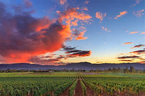 Napa Valley California Vineyard Landscape Sunset Stock Photo Download