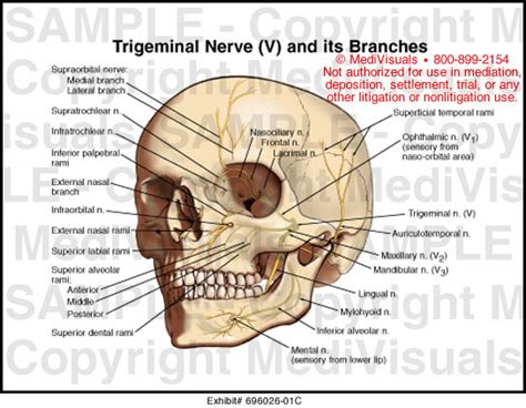 Trigeminal Nerve V And Its Brances Medical Illustration Medivisuals