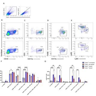 Depletion Of Neutrophils Monocytes Leads To Increased Tissue Necrosis