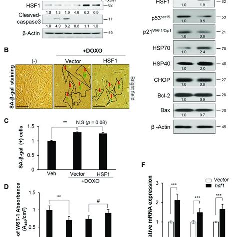 Hsf1 Expression Regulated Cell Viability Via Er Stress Mediated Upr Download Scientific Diagram