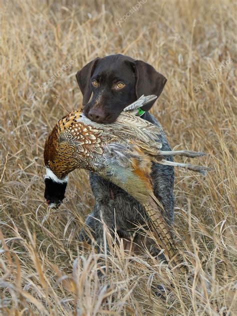 Hunting Dog with a Pheasant — Stock Photo © schlag #36687573