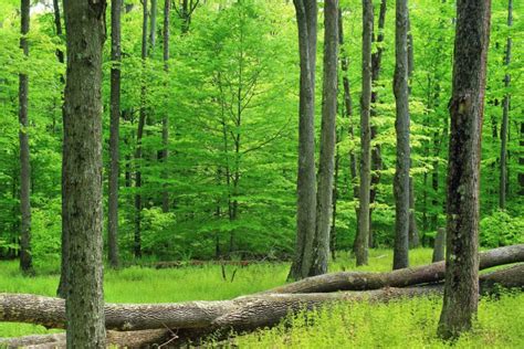 Image Libre Nature Bois Verdure T Feuille Arbre Paysage