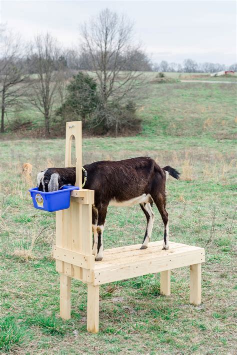 New Small Carpenter Built Goat Milking Stand For Etsy