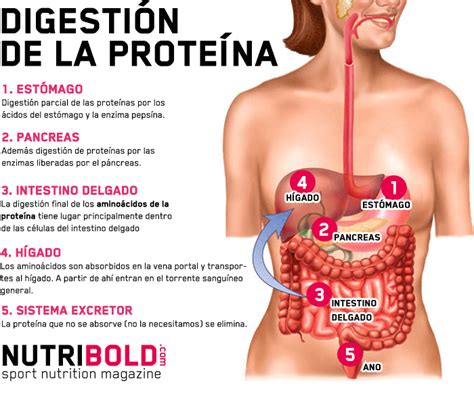 Proteínas vs Aminoácidos Es mejor consumir proteína o aminoácidos