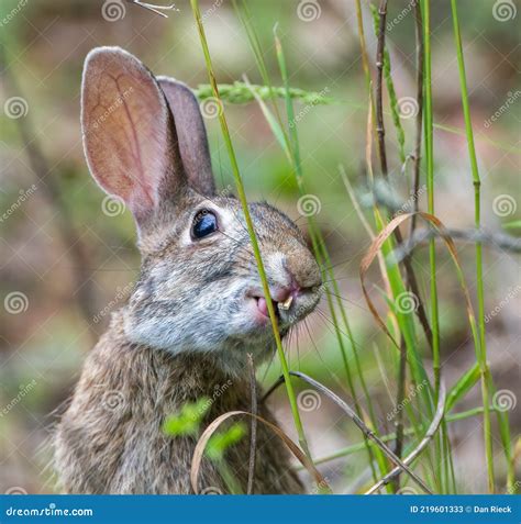 Wild Florida Cottontail Rabbit Sylvilagus Floridanus Stock Image