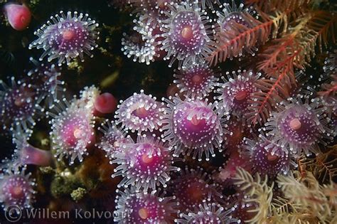 Willem Kolvoort Onderwaterfotograaf Juweelanemoon Corynactis