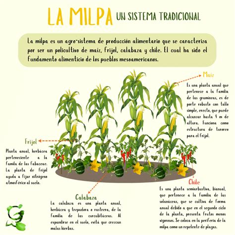 La milpa Un cultivo de tradición