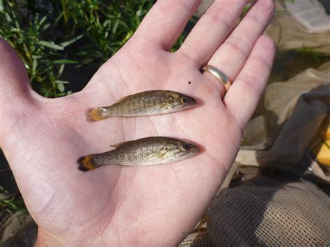 Upper Potomac River Smallmouth Bass Stocking Program