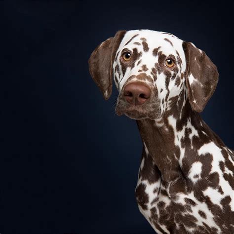 Dalmatian Colors Do Dalmatians Only Have Black Spots Artofit