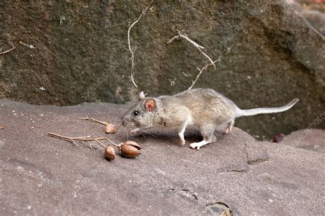 Allegheny Woodrat in habitat - Stock Image - C044/9182 - Science Photo ...