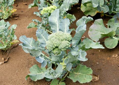 Growing Broccoli What You Need To Successfully Grow Broccoli Plants Spark Joy