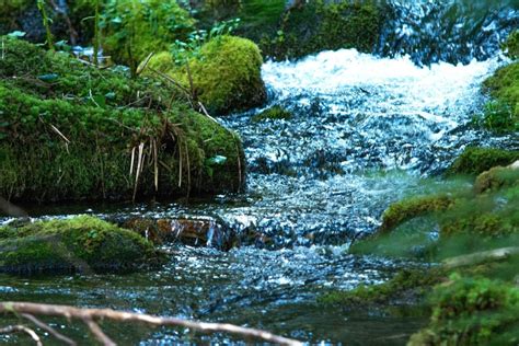 Imagen gratis Musgo agua naturaleza río corriente paisaje