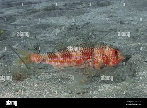 Striped Red Mullet Mullus Surmuletus Foraging Dive Site El Cabron