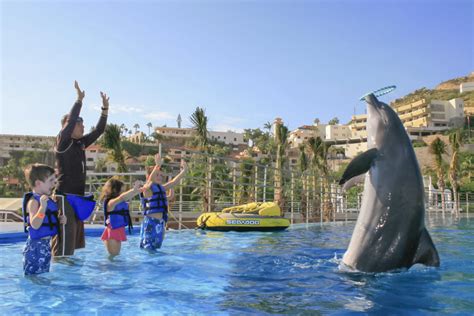 Swim With Dolphins Visit Los Cabos Excursions In Cabo San Lucas