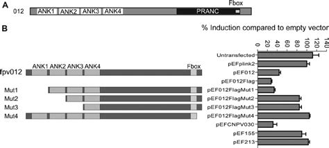 Domain Structure And Deletion Mutant Analysis Of Fpv012 A Domain