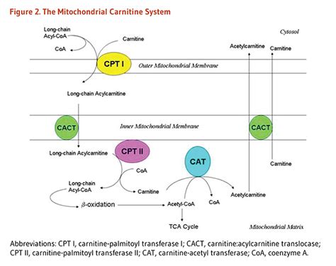 L Carnitine Linus Pauling Medical Therapy Mitochondrial