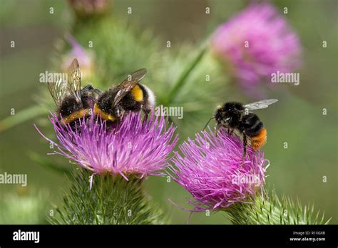 Buff Tailed Bumble Bees Bombus Terrestris And Red Tailed Bumblebee