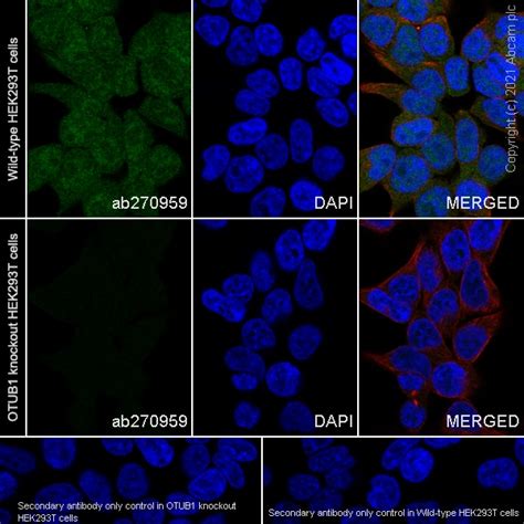 Pre Made Human OTUB1 Knockout HEK 293T Cell Line Ab266551 Abcam