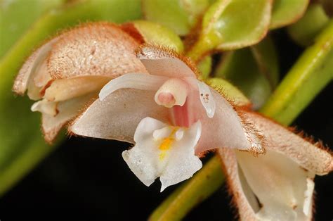 Trichotosia Lagunensis Orchidaceae Image At Phytoimages Siu Edu