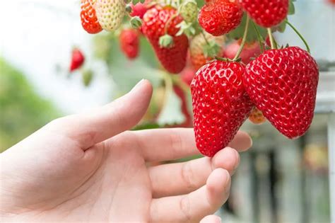 El Mejor Sistema De Cultivo Hidropónico De Fresas